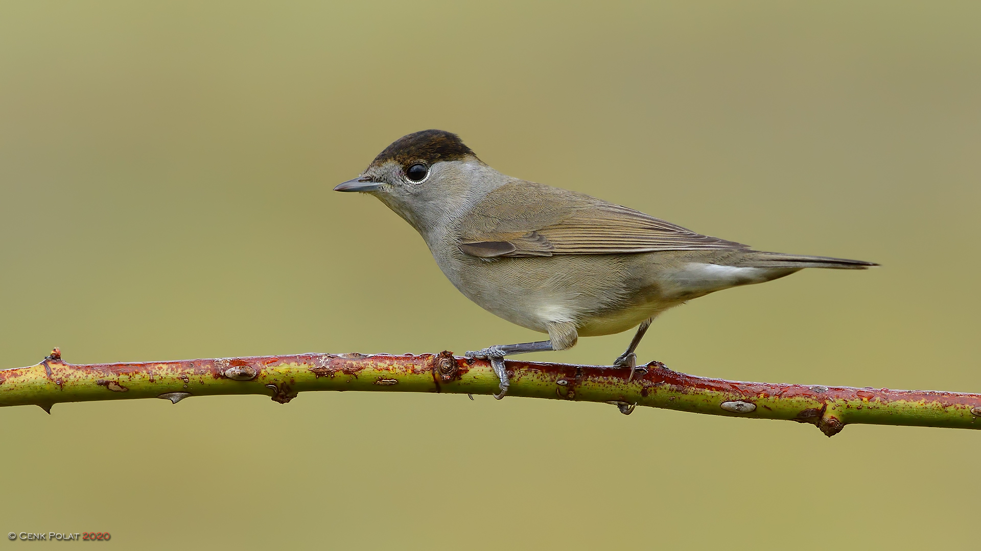 Eurasian Blackcap